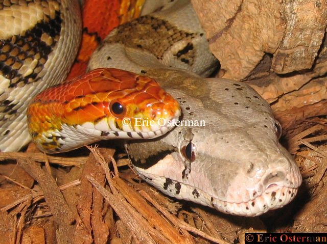 Corn and Boa
