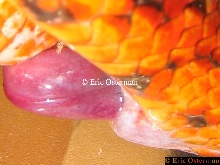 Mating
