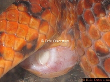 Hiss Laying Egg