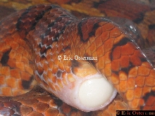 Hiss Laying Egg