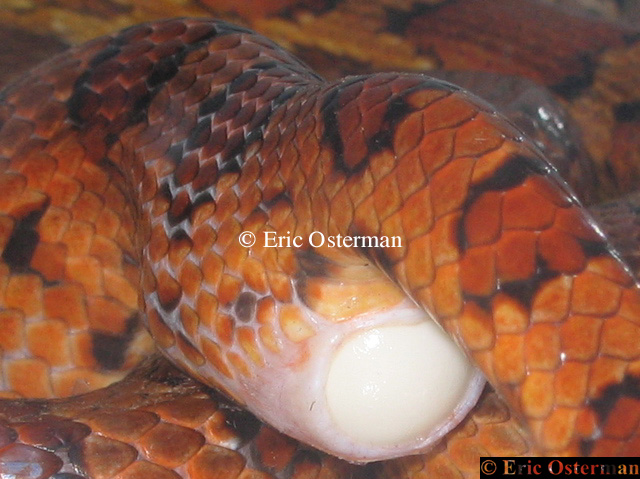 Hiss Laying Egg