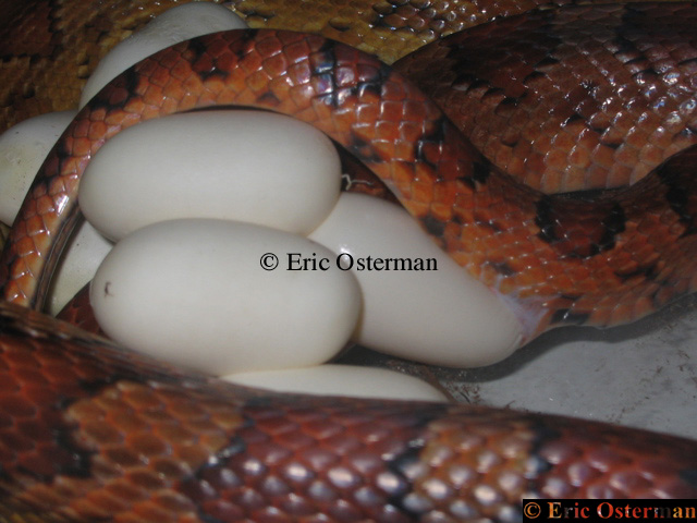 Hiss Laying Eggs