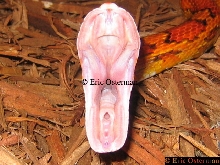 Yawn