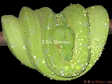 Morelia viridis