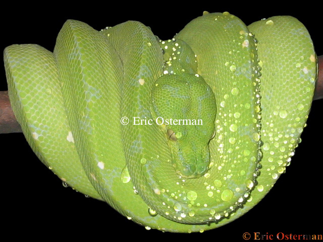 Morelia viridis