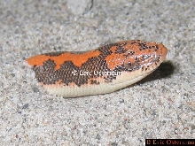 Eryx colubrinus loveridgei (Nuclear)