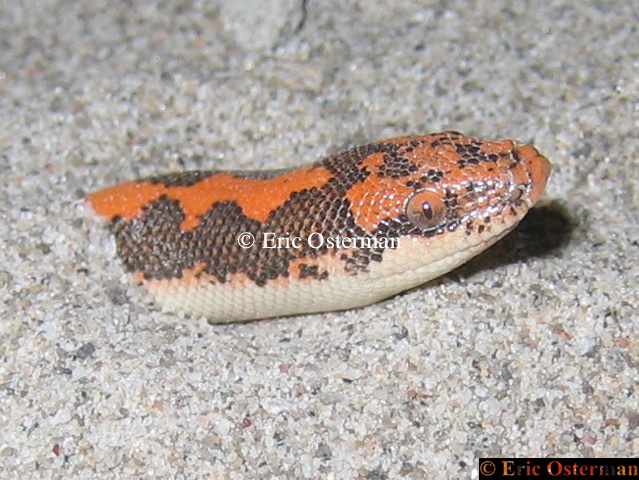 Eryx colubrinus loveridgei (Nuclear)