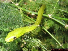 Rough Green Snake