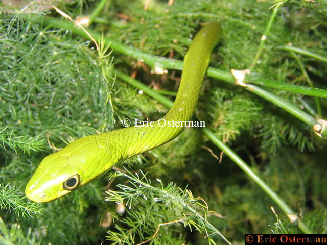 Rough Green Snake