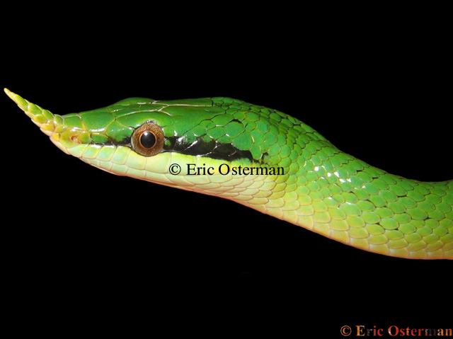 Rhynchophis boulengeri