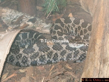 Massasauga