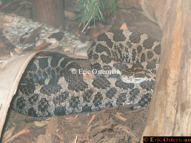 Massasauga