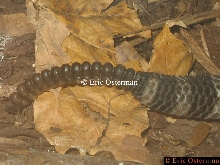 Massasauga's Rattle