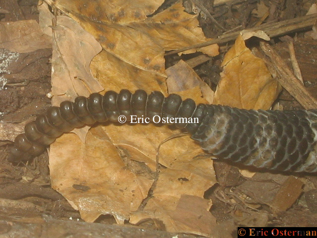 Massasauga's Rattle