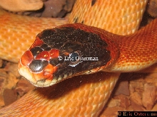 Diadem Head