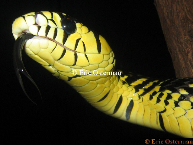 Tiger Rat Snake Tongue