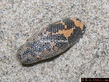 Eryx colubrinus loveridgei