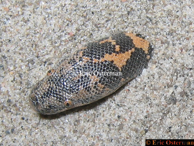 Eryx colubrinus loveridgei
