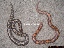 Eryx colubrinus loveridgei (Normal and Nuclear)