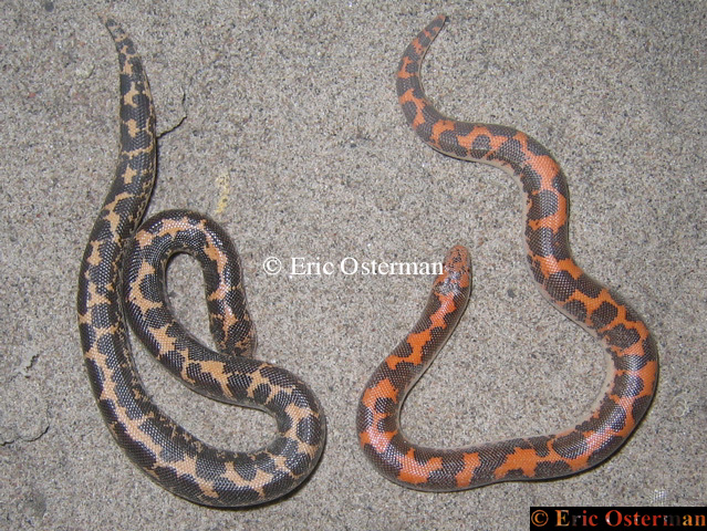 Eryx colubrinus loveridgei (Normal and Nuclear)