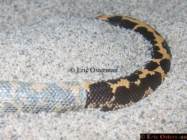 Shedding and Burrowing