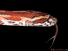 Small-eyed Corn Snake