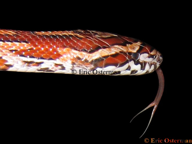 Small-eyed Corn Snake