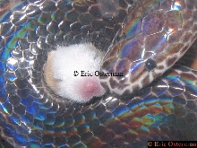 Xenopeltis unicolor