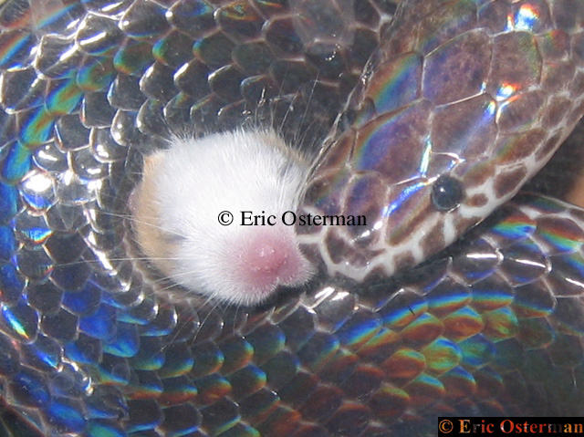Xenopeltis unicolor