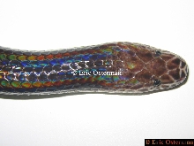 Xenopeltis unicolor