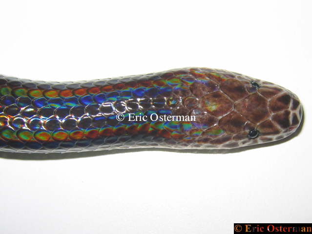 Xenopeltis unicolor