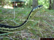 Cobra