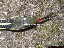 Garter's Tongue