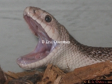 Yawn