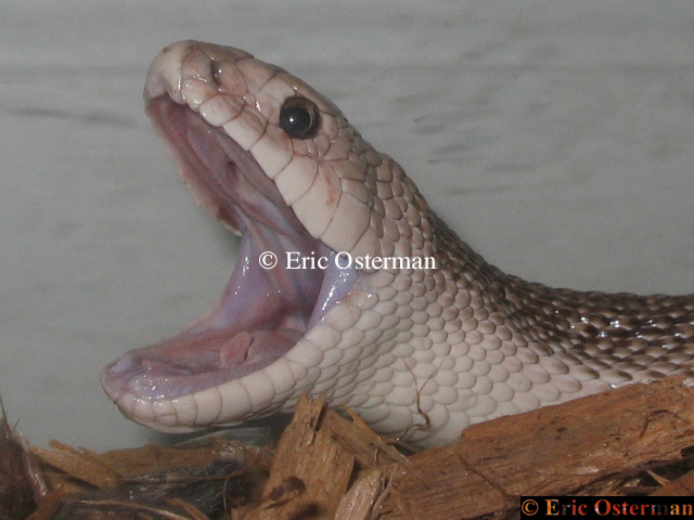 Yawn