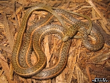 What Kind of Snake?