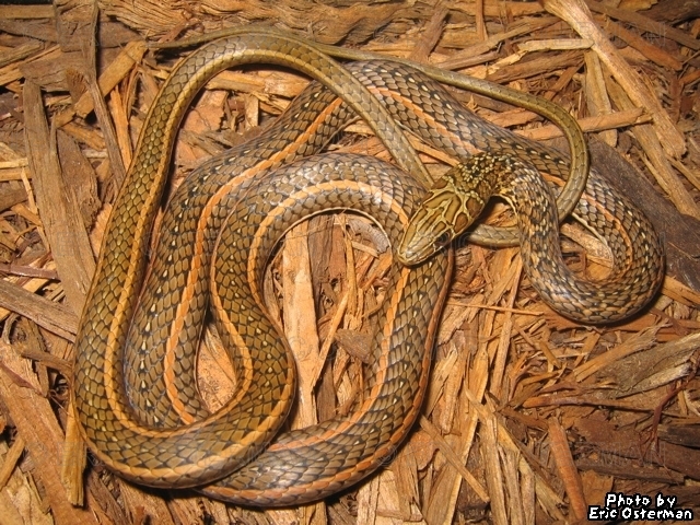What Kind of Snake?