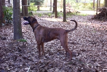 Grendel