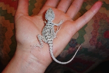 baby fiesta