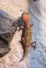 Pictus gecko