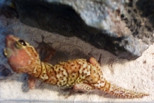 another of pictus