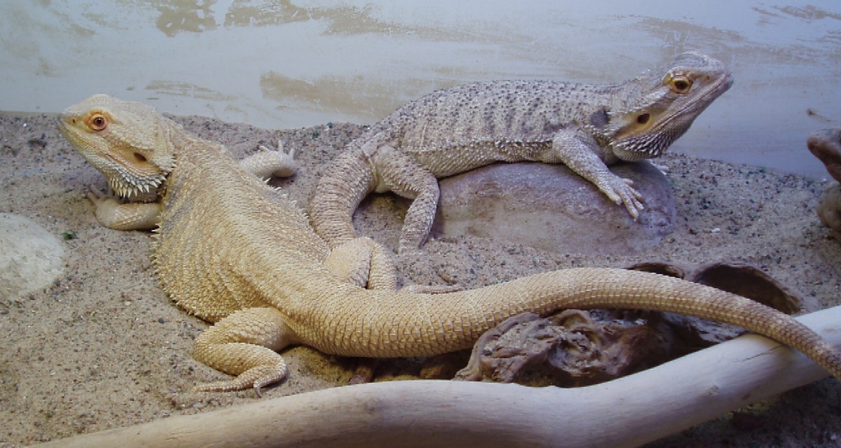 Happy couple
