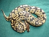 Female FIRE ball