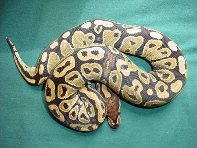 Female FIRE ball