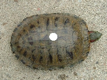w/c red ear and thats a quater on her back