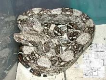 BCI