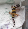 another picture of hatchling