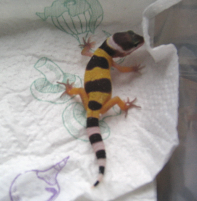 another picture of hatchling