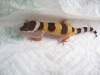 hatchling leo