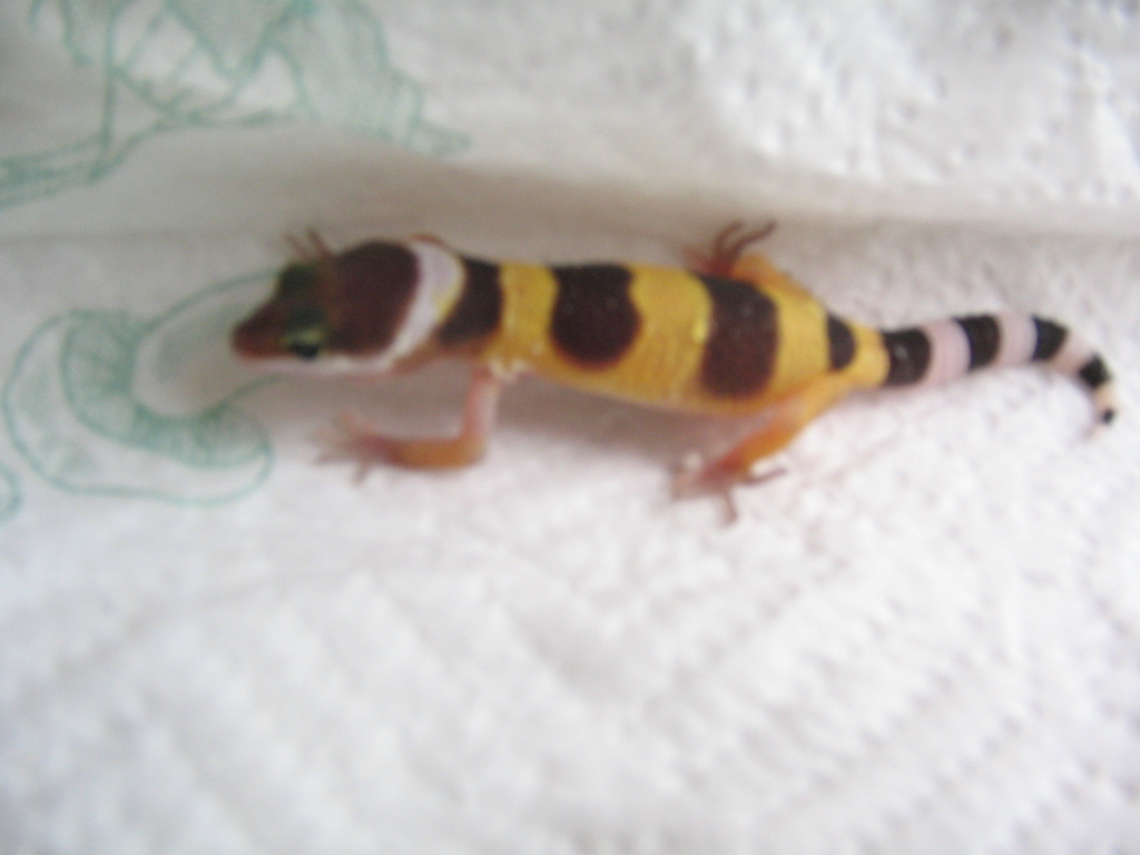 hatchling leo